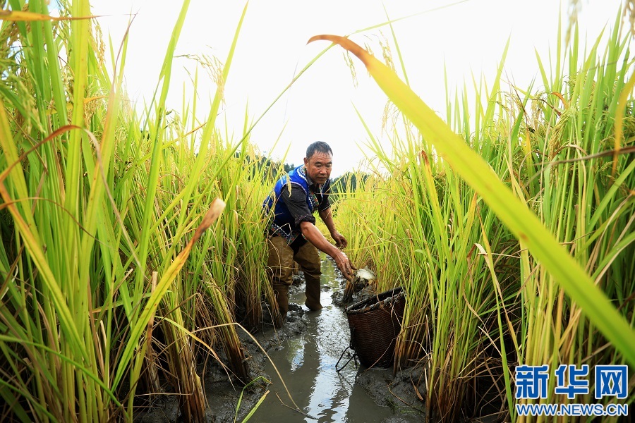 江西乐安：稻香鱼肥 村民捕捞忙