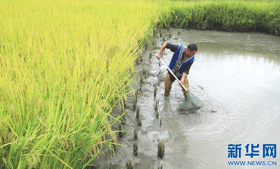 江西乐安：稻香鱼肥 村民捕捞忙