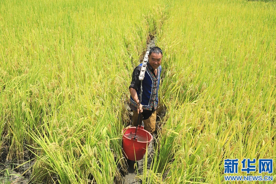 江西乐安：稻香鱼肥 村民捕捞忙
