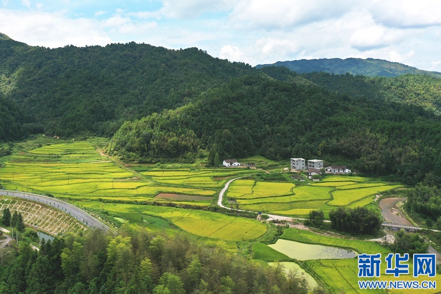 江西乐安：稻香鱼肥 村民捕捞忙