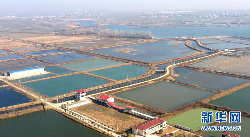 湖北老河口：生态鱼养殖基地丰收啦！