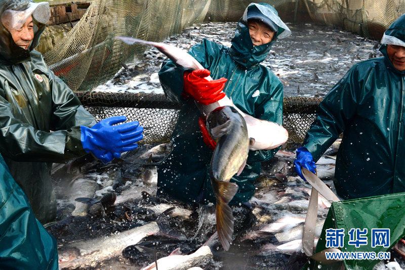 湖北老河口：生态鱼养殖基地丰收啦！