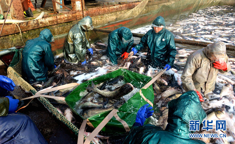 湖北老河口：生态鱼养殖基地丰收啦！