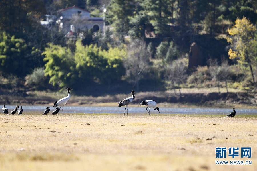 与“高原精灵”黑颈鹤的约定