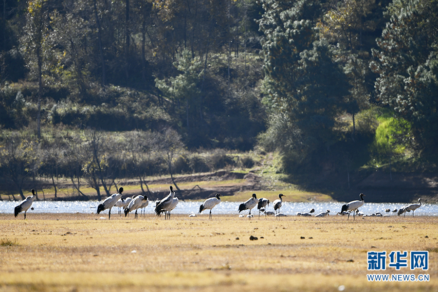 与“高原精灵”黑颈鹤的约定