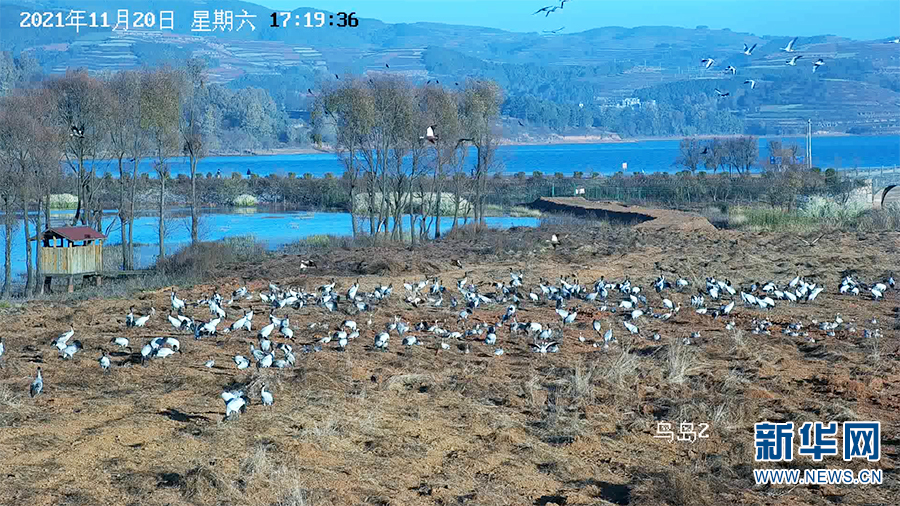 与“高原精灵”黑颈鹤的约定