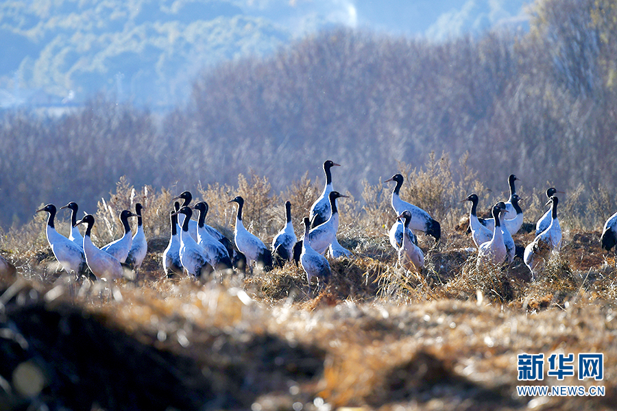 与“高原精灵”黑颈鹤的约定