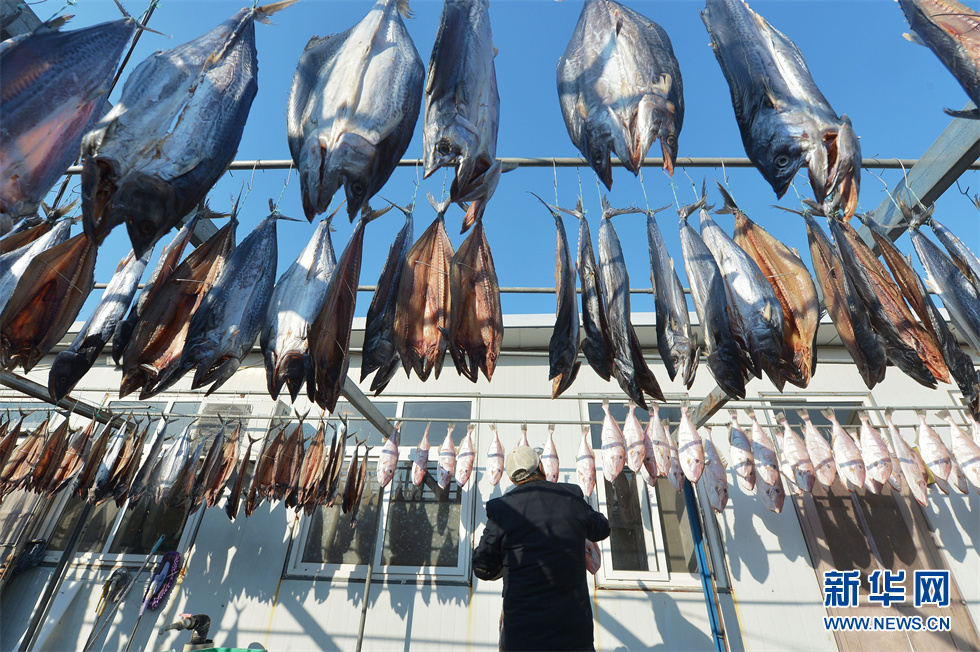 山东青岛:全力制作鱼干 迎新年旺季