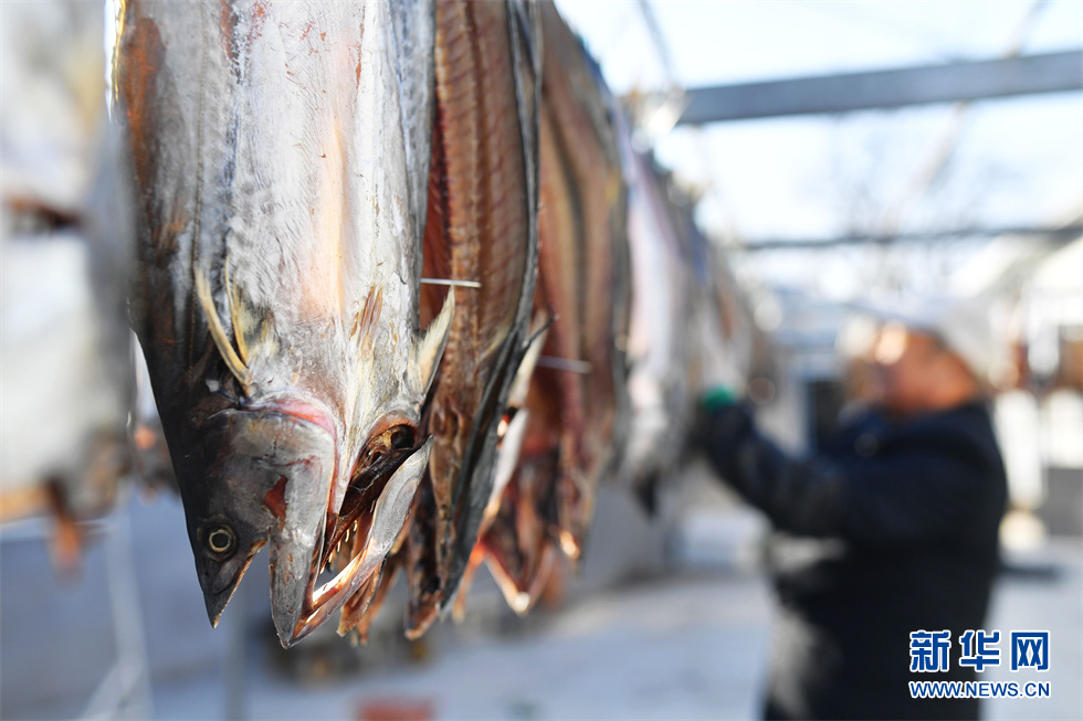 山东青岛:全力制作鱼干 迎新年旺季