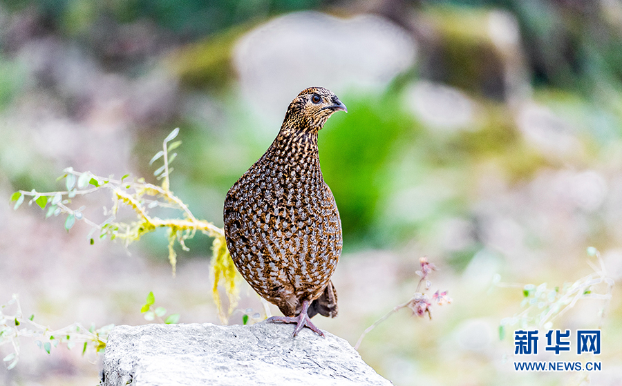 闲庭信步、闹柿、放歌……重庆金佛山冬日鸟趣