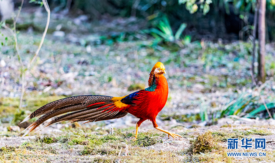 闲庭信步、闹柿、放歌……重庆金佛山冬日鸟趣