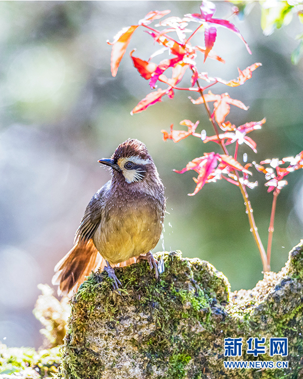 闲庭信步、闹柿、放歌……重庆金佛山冬日鸟趣