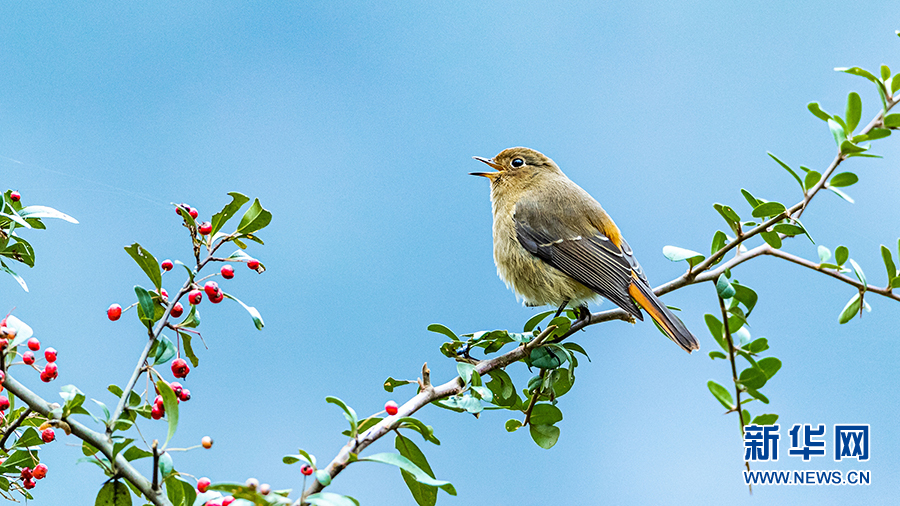 闲庭信步、闹柿、放歌……重庆金佛山冬日鸟趣