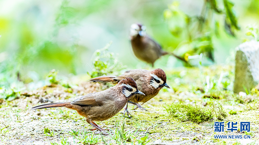 闲庭信步、闹柿、放歌……重庆金佛山冬日鸟趣
