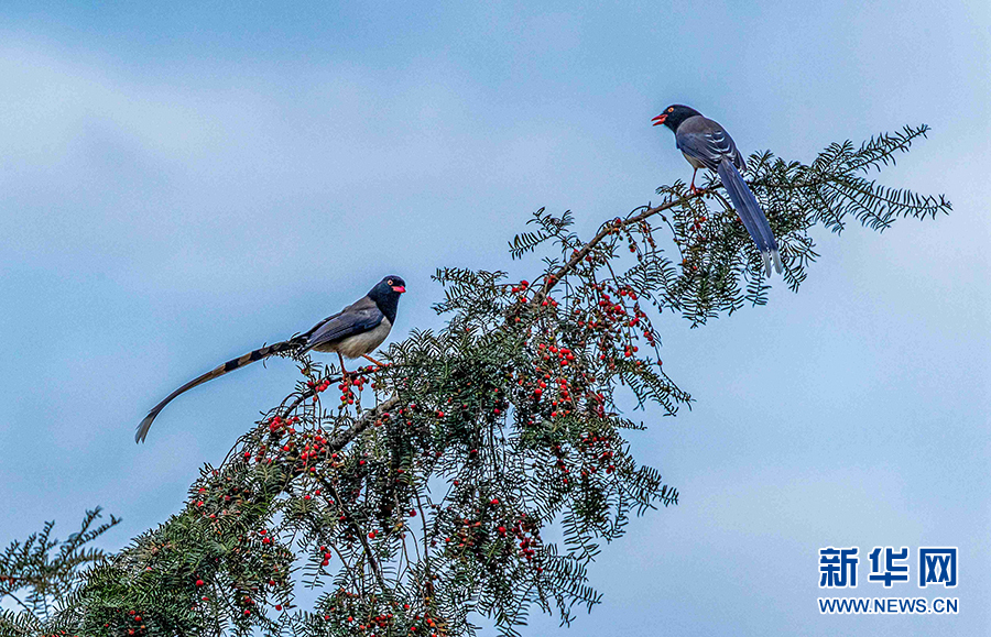 闲庭信步、闹柿、放歌……重庆金佛山冬日鸟趣