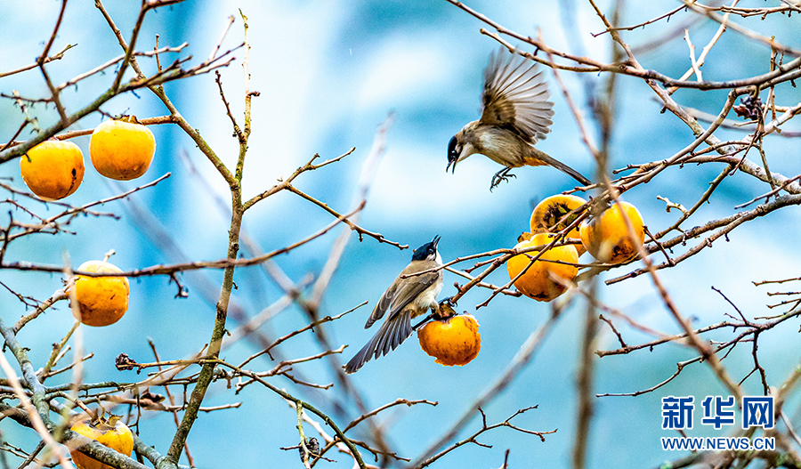 闲庭信步、闹柿、放歌……重庆金佛山冬日鸟趣