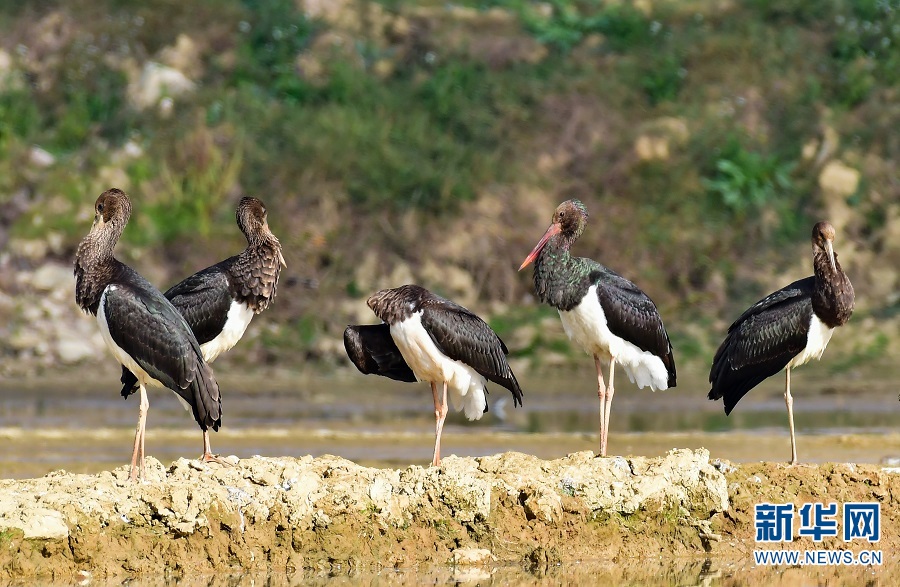 视觉盛宴!云南保山:难得一见 候鸟齐聚