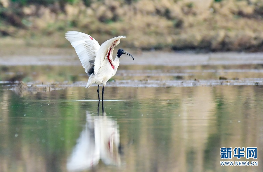 视觉盛宴!云南保山:难得一见 候鸟齐聚