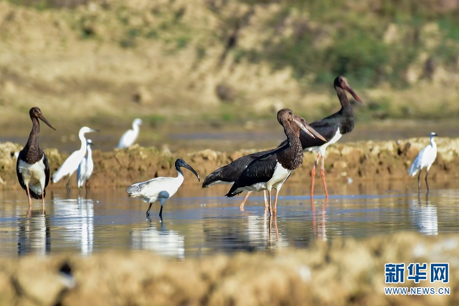 视觉盛宴!云南保山:难得一见 候鸟齐聚