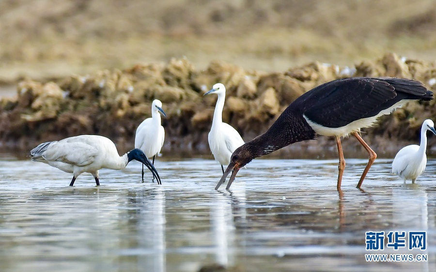 视觉盛宴!云南保山:难得一见 候鸟齐聚
