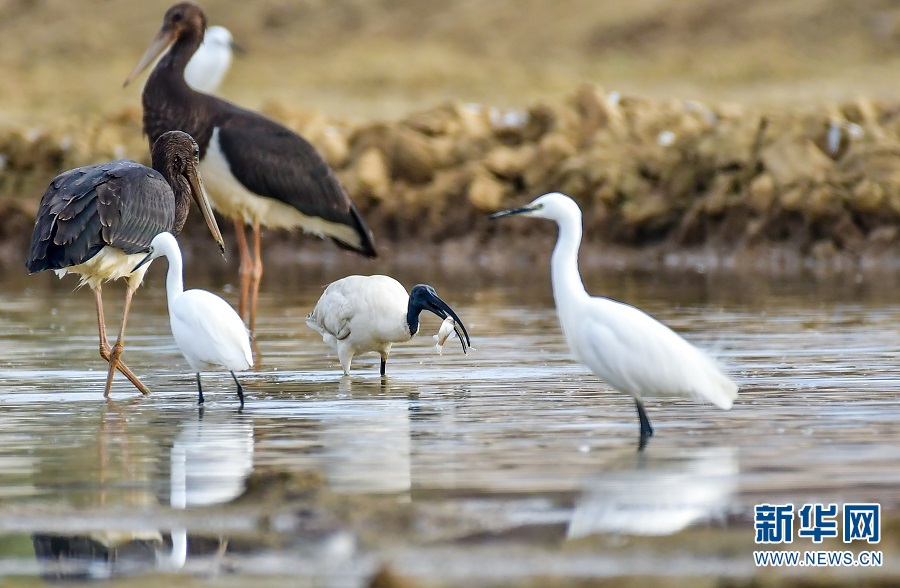 视觉盛宴!云南保山:难得一见 候鸟齐聚