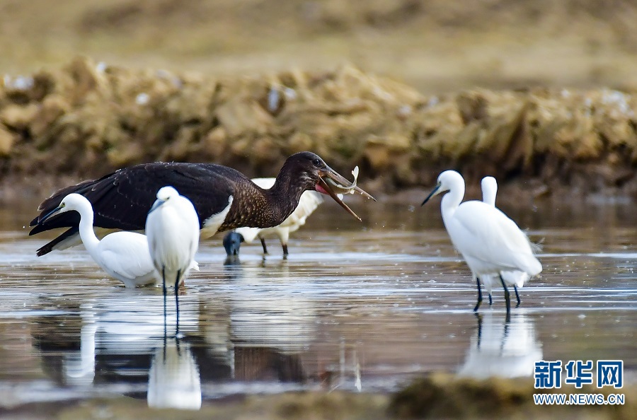 视觉盛宴!云南保山:难得一见 候鸟齐聚