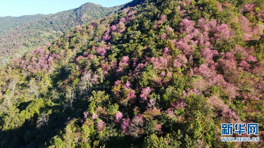 云南施甸:冬樱花竞相绽放 如诗如画