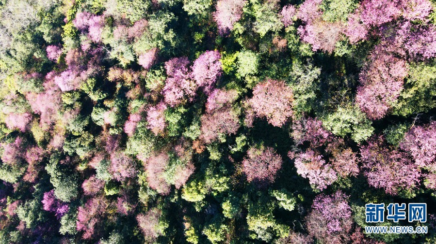 云南施甸:冬樱花竞相绽放 如诗如画