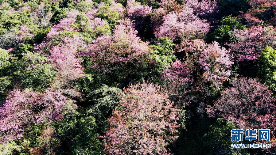 云南施甸:冬樱花竞相绽放 如诗如画