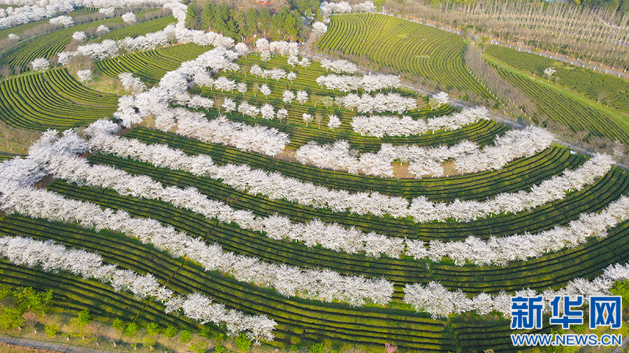 南昌市：数十万株樱花盛放 浪漫绚烂如云似霞