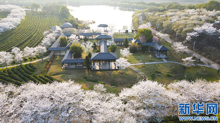 南昌市：数十万株樱花盛放 浪漫绚烂如云似霞