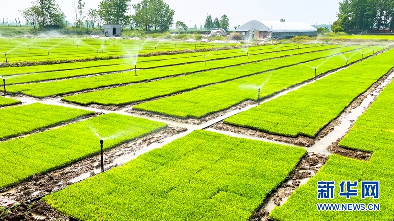 “工厂化”水稻育秧跑出生产“加速度”