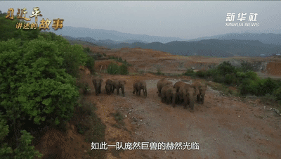 习近平讲述的故事|大象北上南归记
