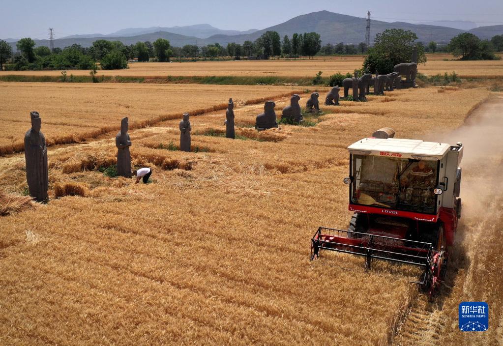 千年石像见证中原丰收季 河南省巩义市宋陵区域迎来麦收季