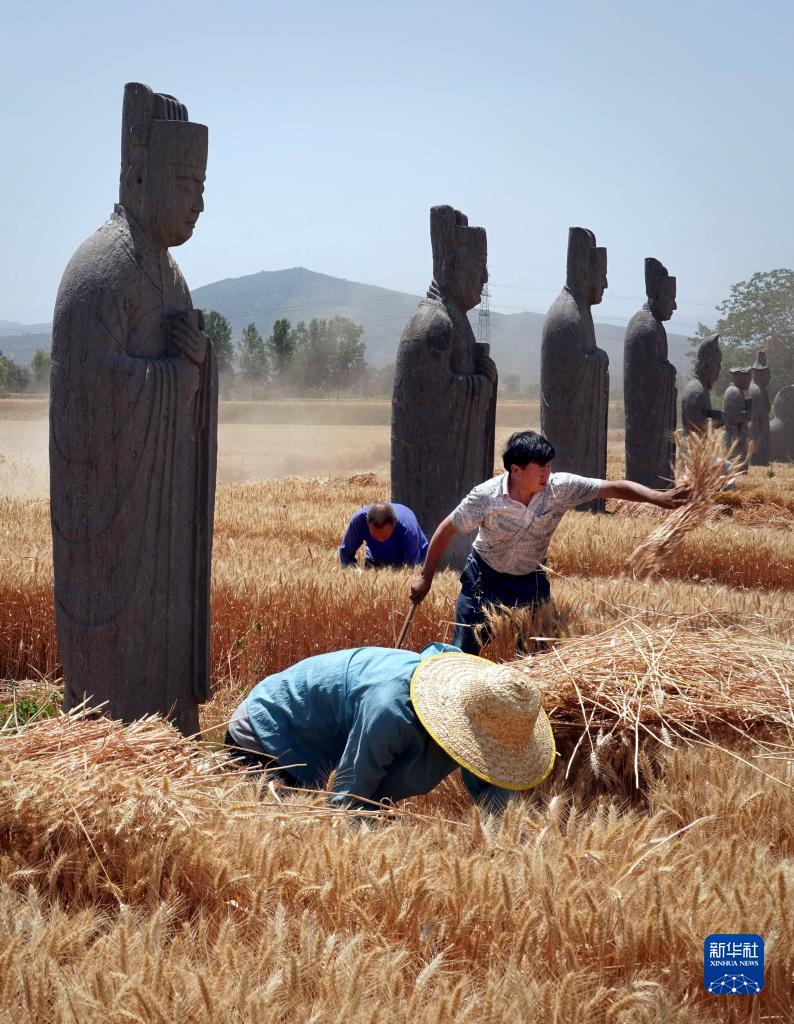 千年石像见证中原丰收季 河南省巩义市宋陵区域迎来麦收季