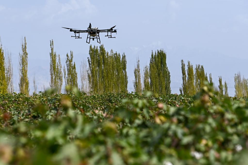 超8000架植保无人机飞翔新疆郊野 助力棉粮消费