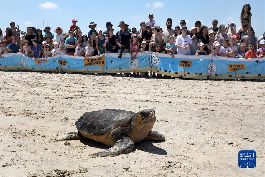 （国际&middot;一周看天下）海龟回家