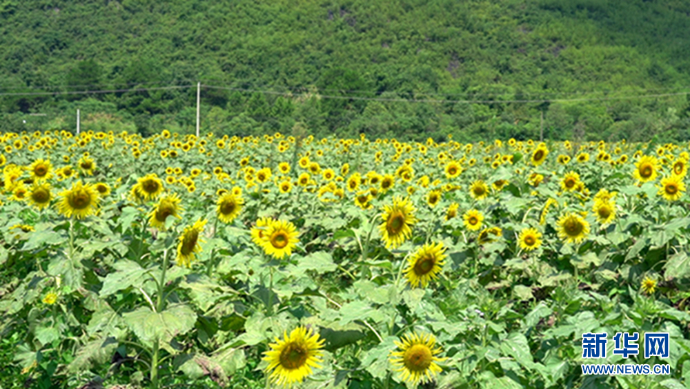 绿叶绽放第二季什么时候播 1128843333_16581907751881n.jpg