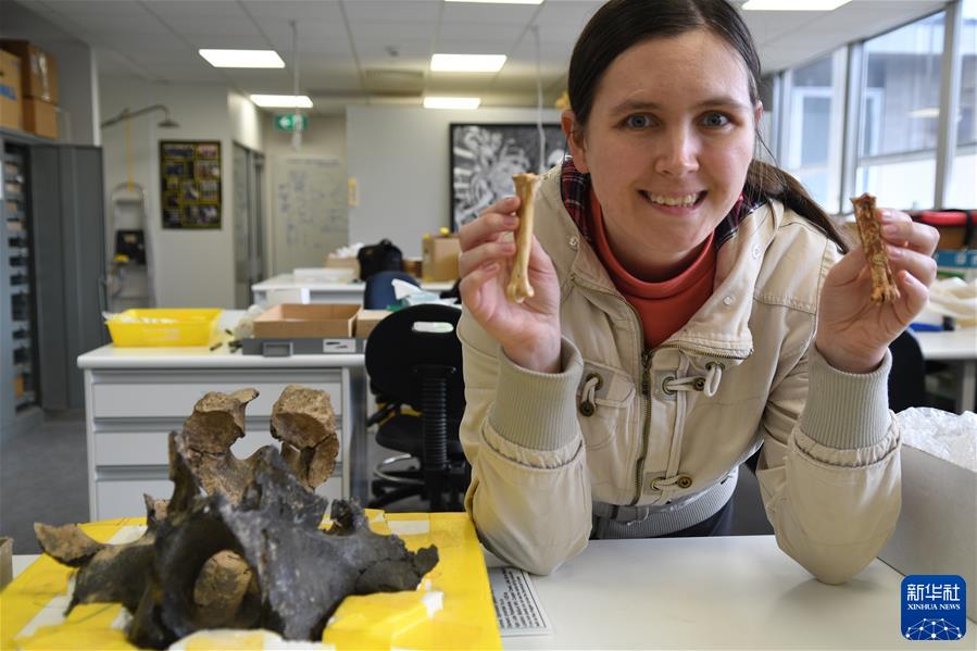 （国际）研究人员确认澳大利亚首个秃鹫化石