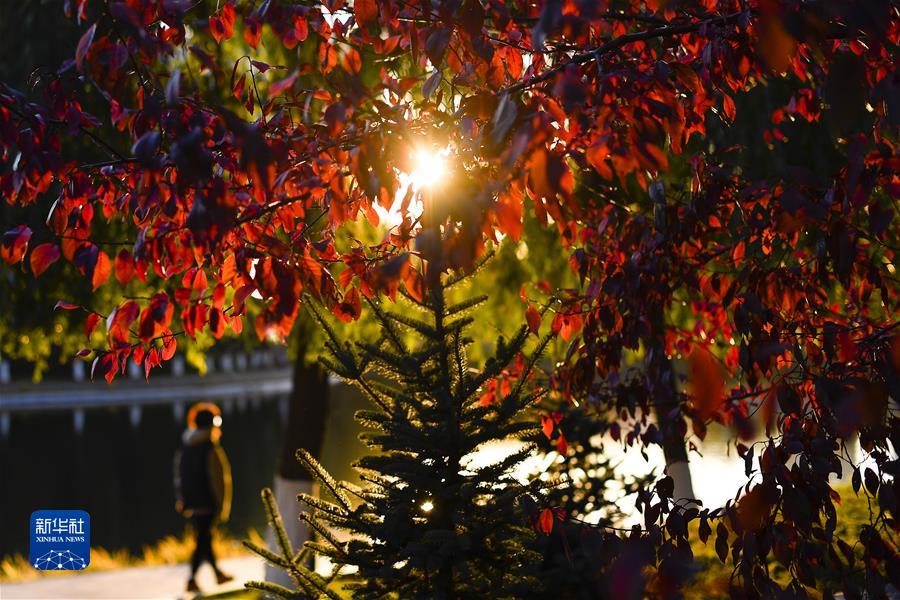 （镜观中国·新华社国内新闻照片一周精选）（12）长春秋景如画