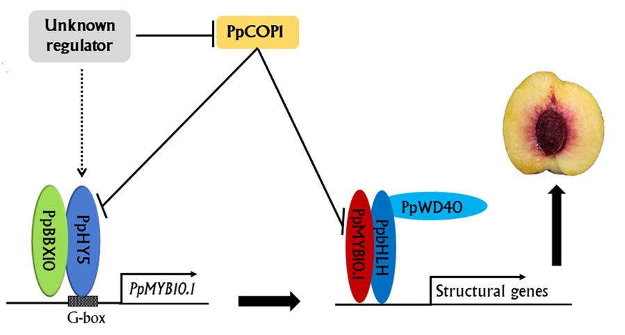 （图文互动）桃近核果肉发红是咋回事？科研人员探明原因