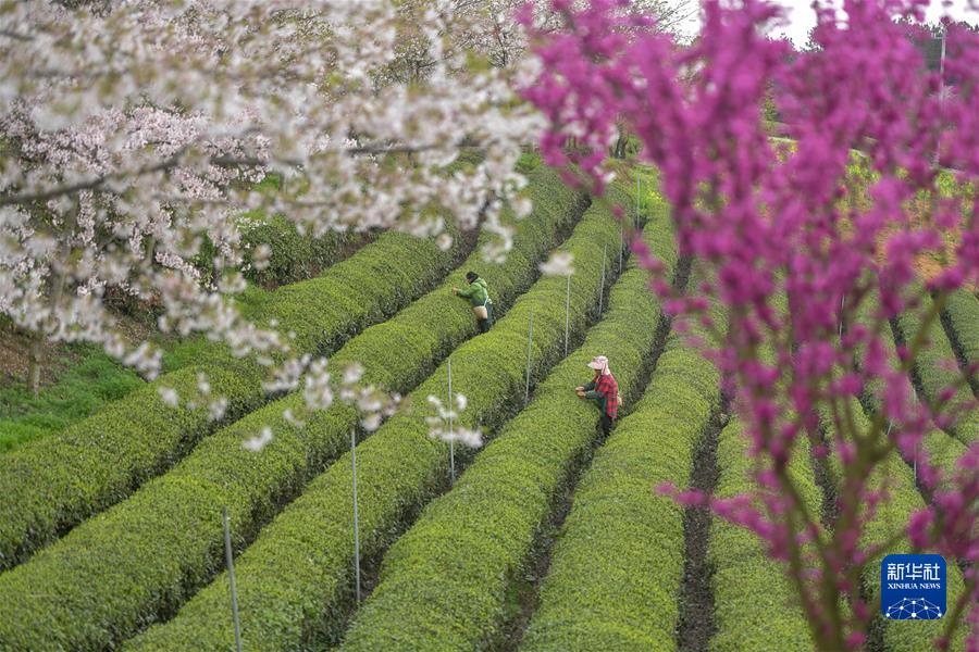 #（经济）（3）贵州余庆：采摘&ldquo;明前茶&rdquo;