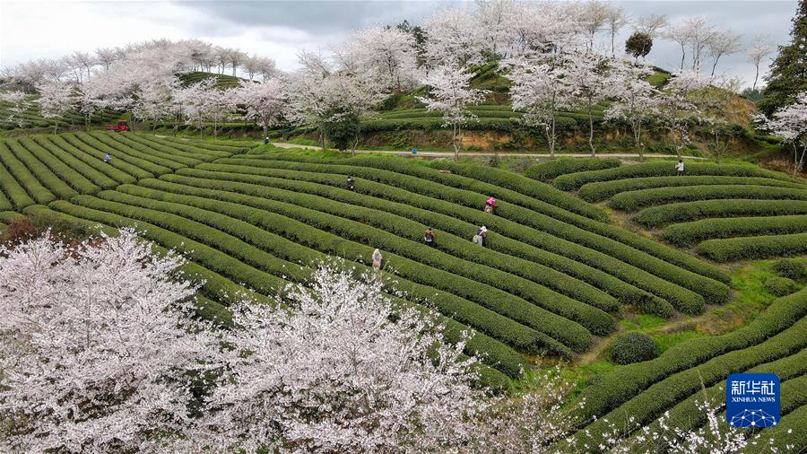 #（经济）（4）贵州余庆：采摘&ldquo;明前茶&rdquo;