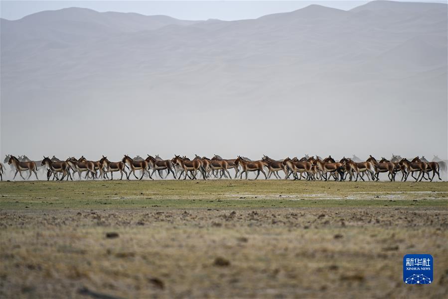 （镜观中国&middot;新华社国内新闻照片一周精选）（10）初夏时节 阿尔金山生机盎然