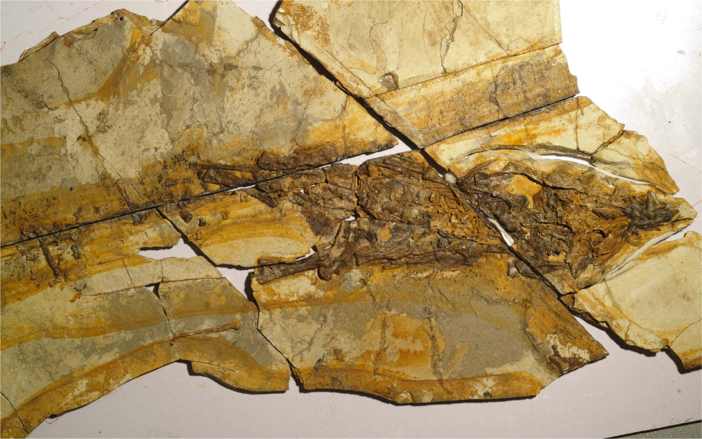 中国科学家揭秘1.3亿多年前恐龙皮肤化石