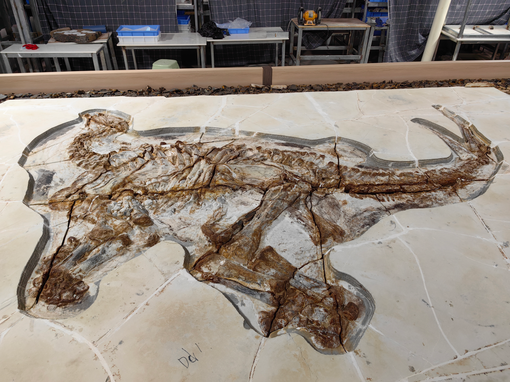 中国科学家揭秘1.3亿多年前恐龙皮肤化石