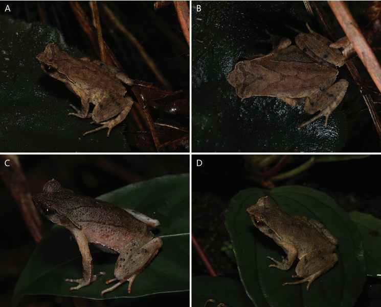 [图文]广东发现新物种“阳春角蟾”