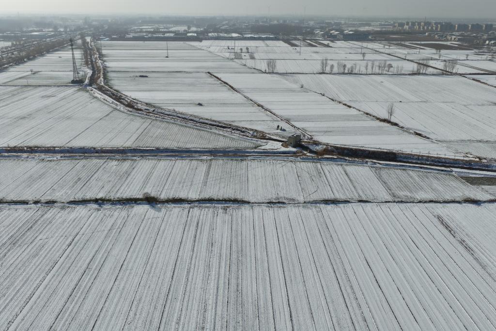 寒潮之下，晚播的冬小麦受影响吗？专家解答