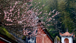 福州：古寺梅香