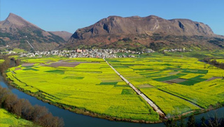 云南罗平：油菜花开春意浓